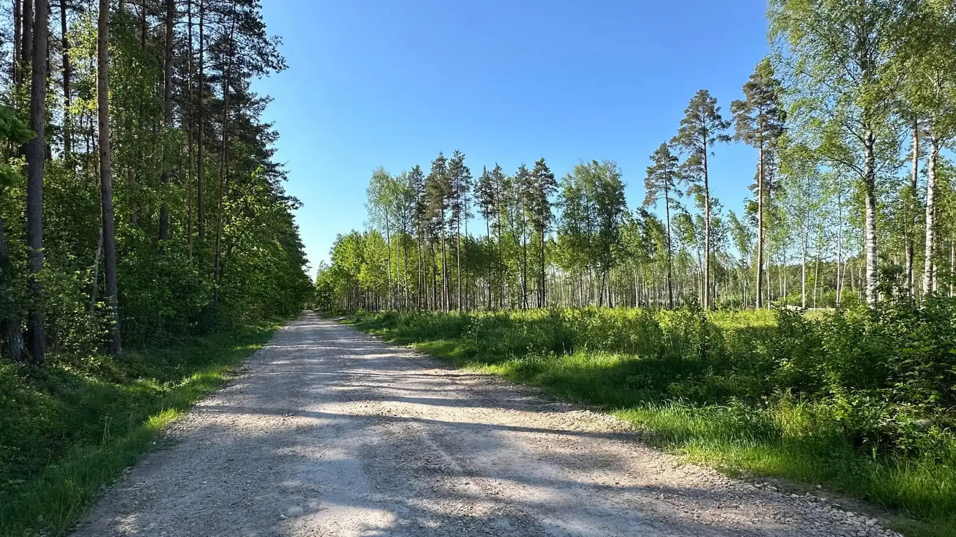 Grants iela starp priedēm un bērziem Krogsilā vasarā